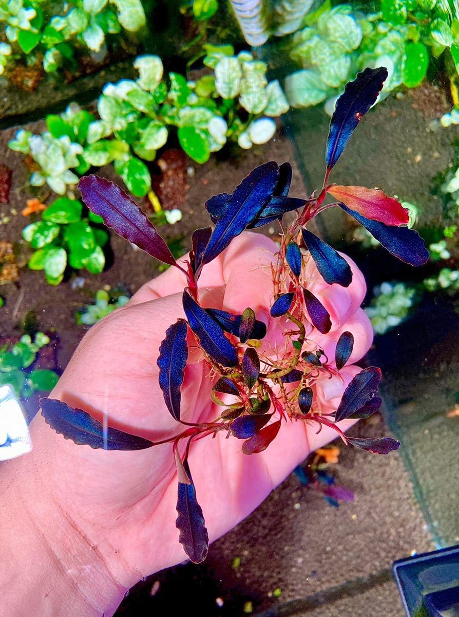 しーん sp. Brownie Ghost2011-2012 ブセファランドラsp ブラウニー