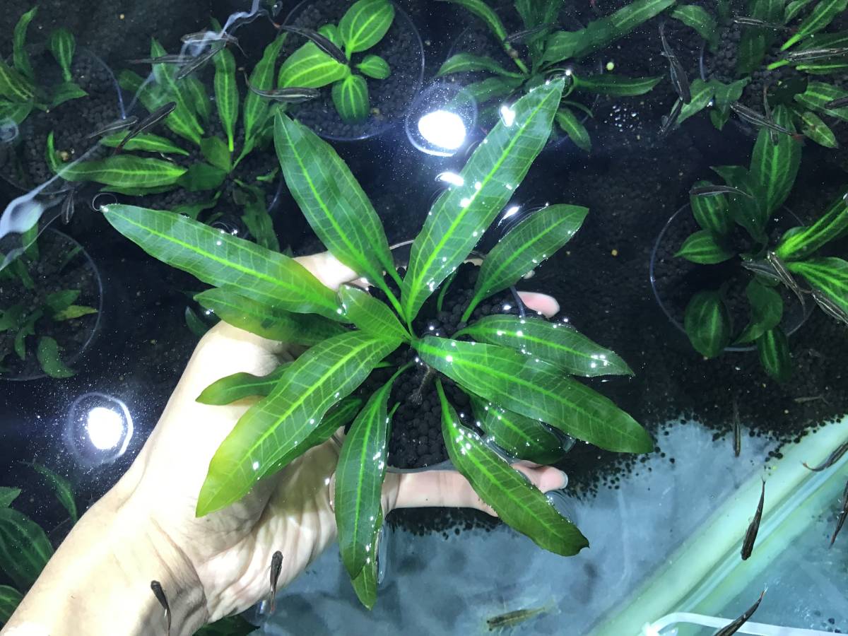 ホレマニー オレンジ ① エキノドルス ホレマニーオレンジ - グラスゲート