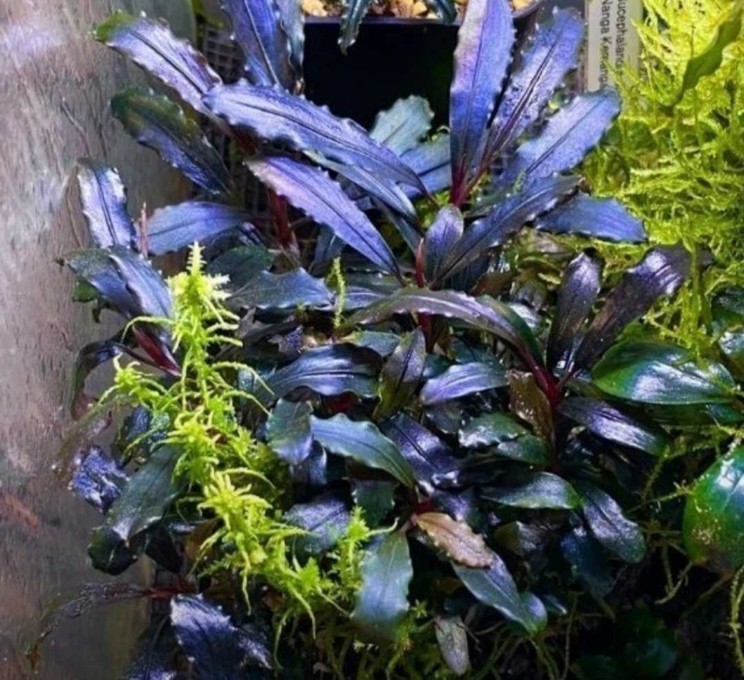 Bucephalandra sp.Ghost kalimantan 水上株 ブセファランド ラ sp