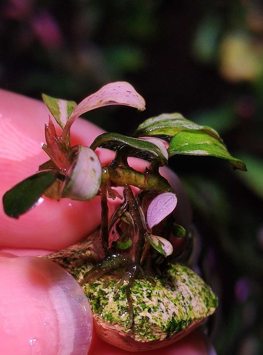 水草】ブセファランドラ sp.Pink Variegata(無農薬)(水中葉)(大株