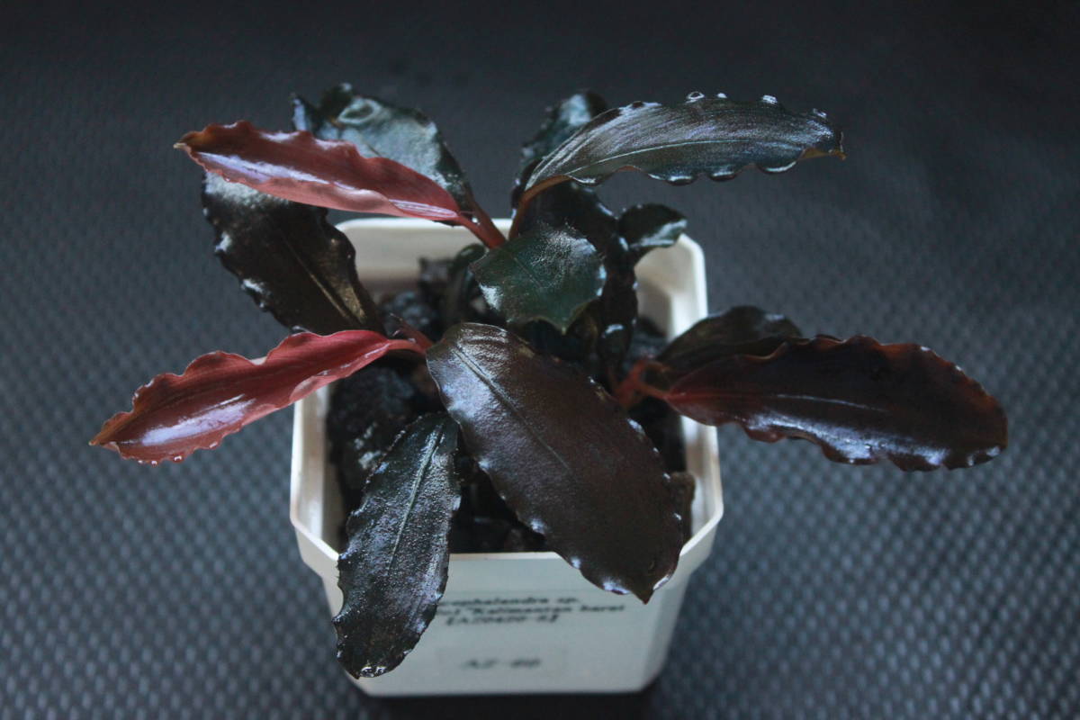 Yahoo!オークション - Bucephalandra sp." AW No1" from Kaliman