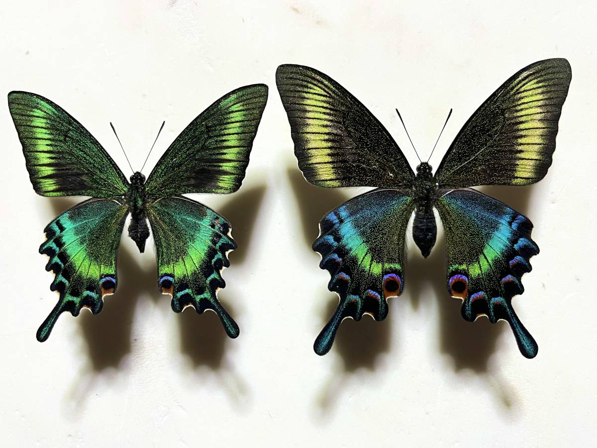 □国産蝶標本 ミヤマカラスアゲハ A-♂ 東京都 高尾 蛇滝林道 産