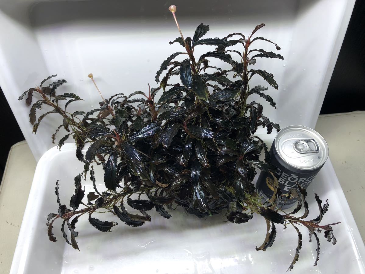 ブセファランドラ クダガン 大量ブセファランドラ クダガン大量と