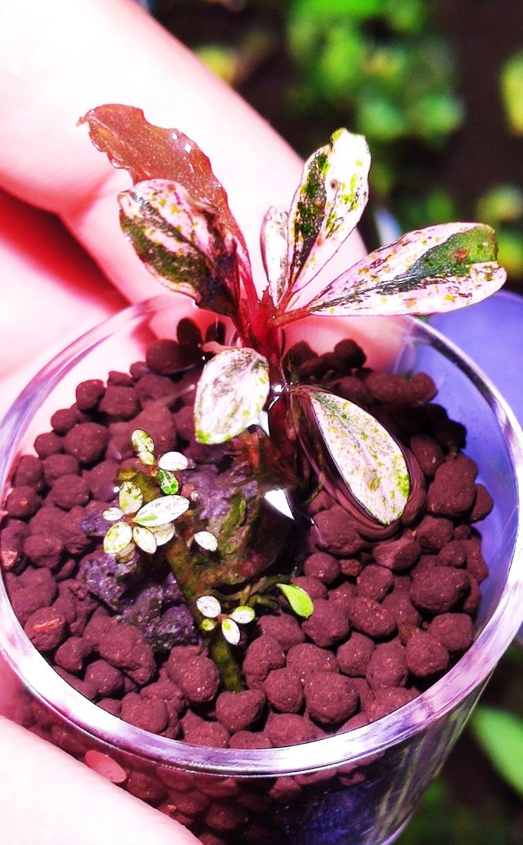 Bucephalandra sp. Pink Variegata - 水草公式 ストア Bucephalandra