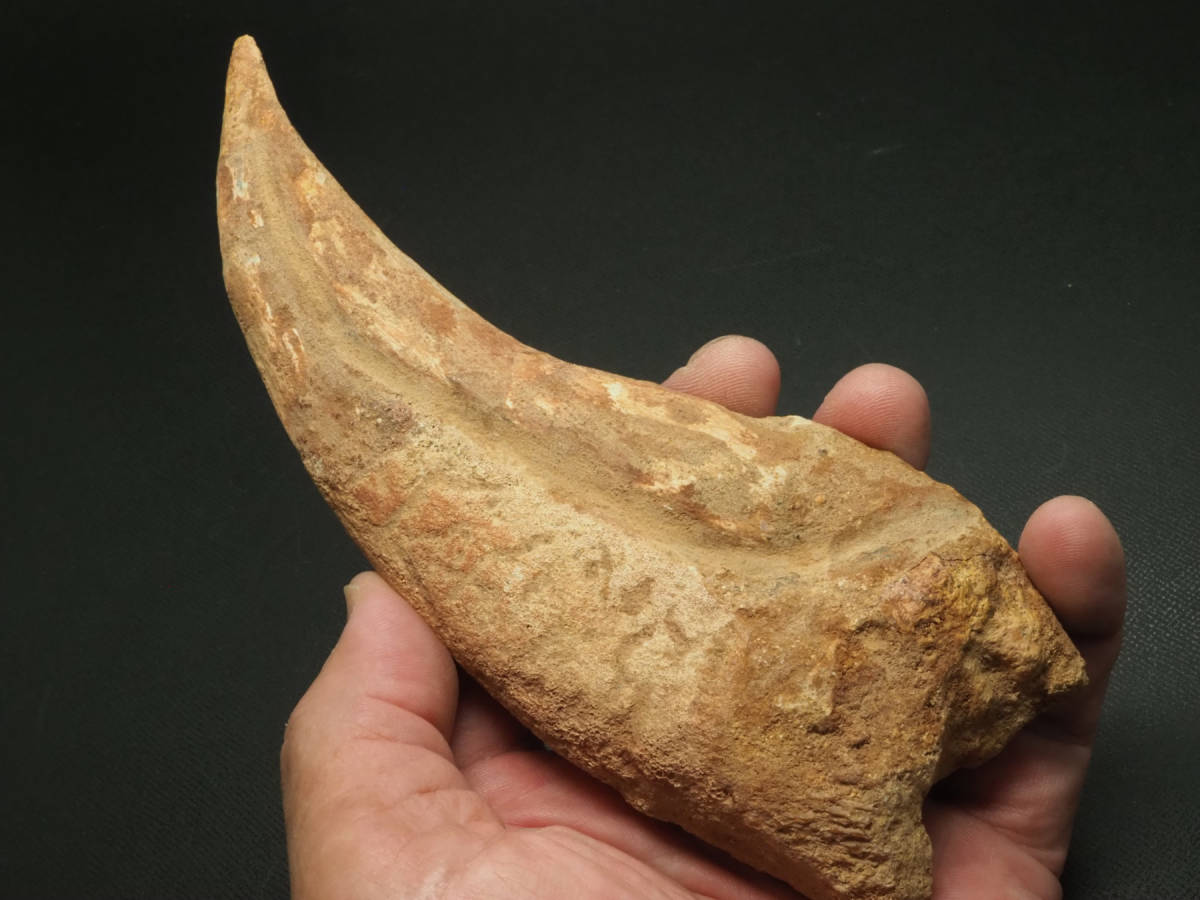 再開予定 準備中さま 希少 グラレーター 恐竜 足跡 270mm fr60 再開