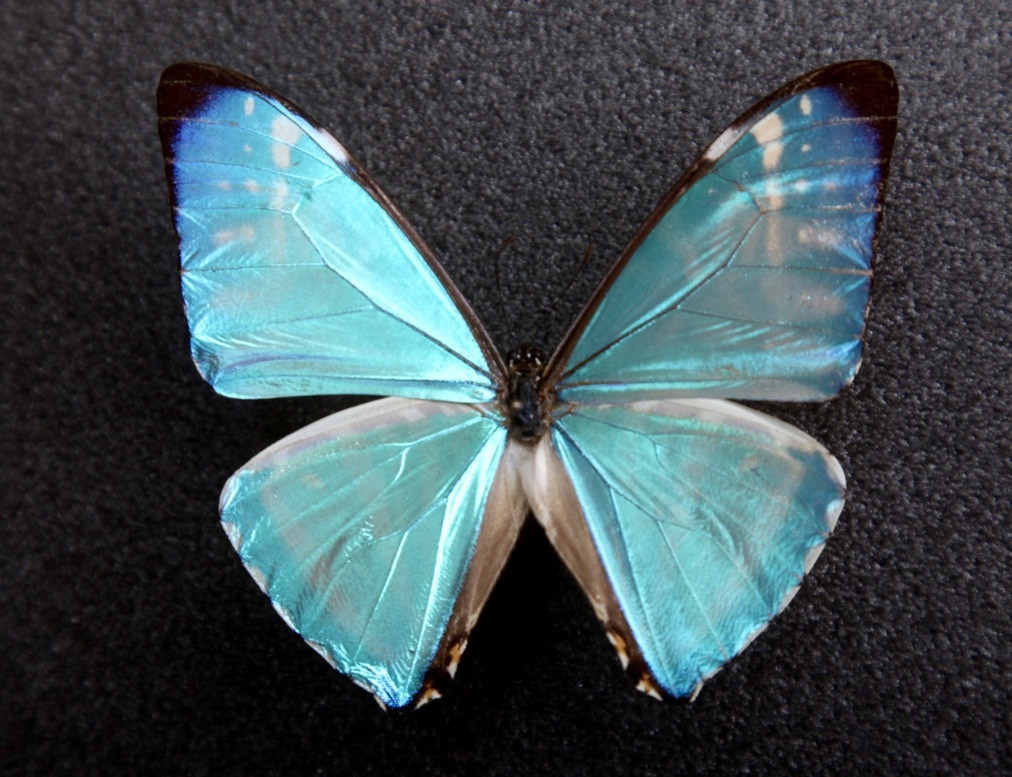 蝶の標本 熱帯の宝石(特珍珍) 【公式通販】