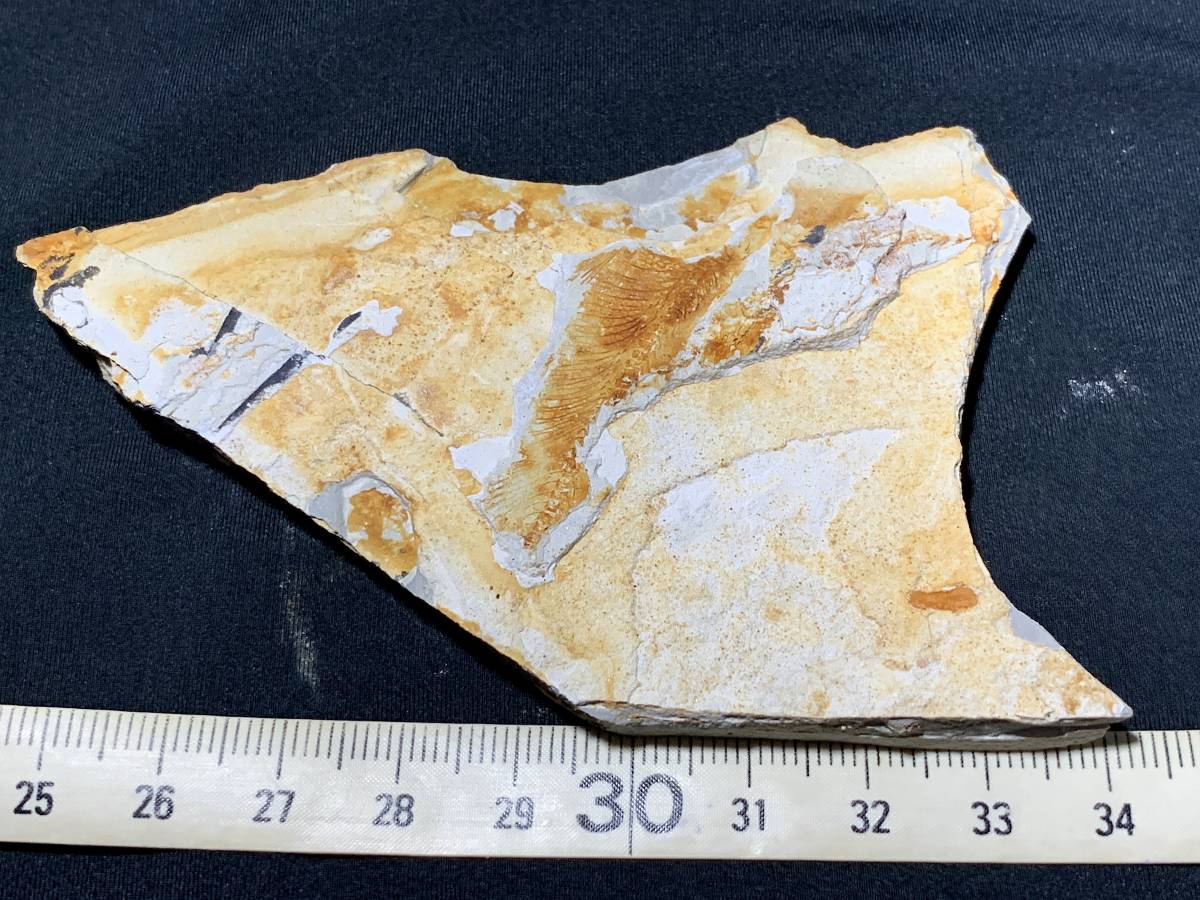 化石 C-28 【公式通販】