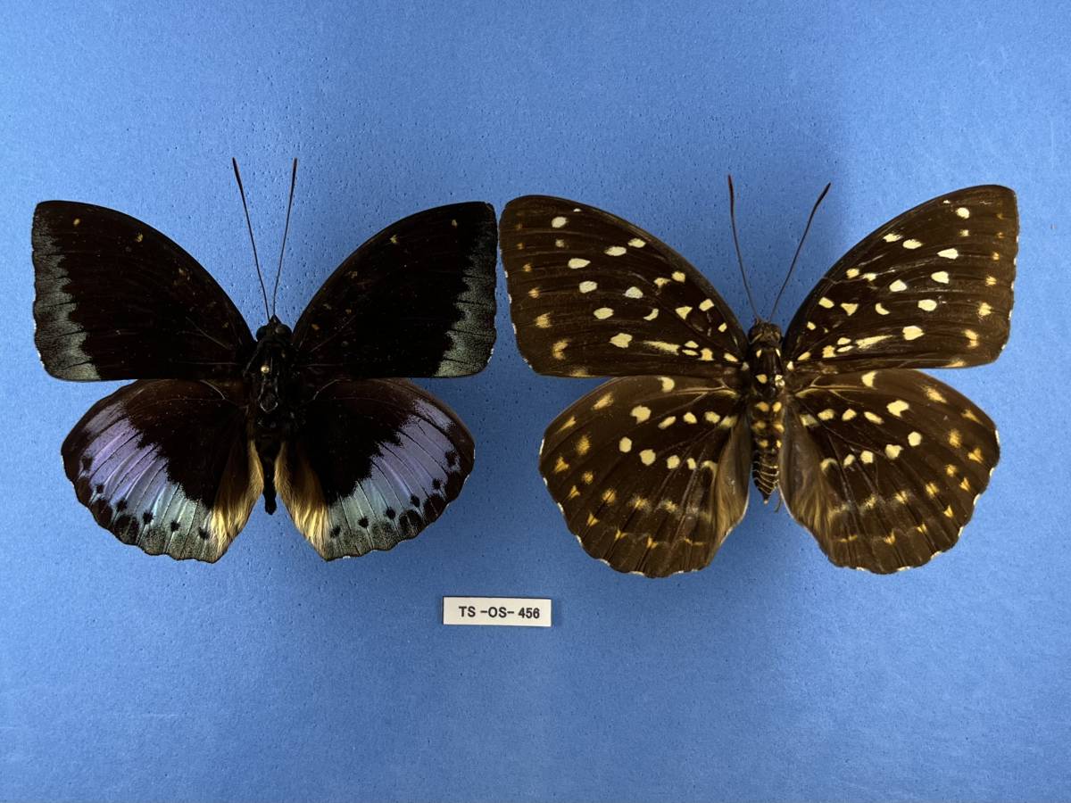 外国産蝶標本】イナズマチョウ/四川省.米易産/69mm