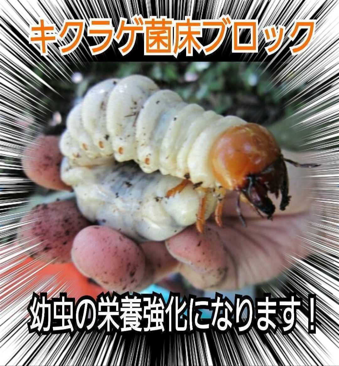 カブトムシ幼虫の栄養強化に キクラゲ菌床【2ブロック】マットに埋める