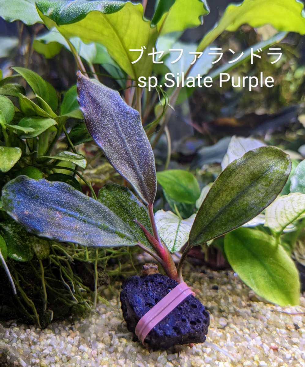 ブセファランドラ sp. ファンタスティックパープル 完全水中葉 子株