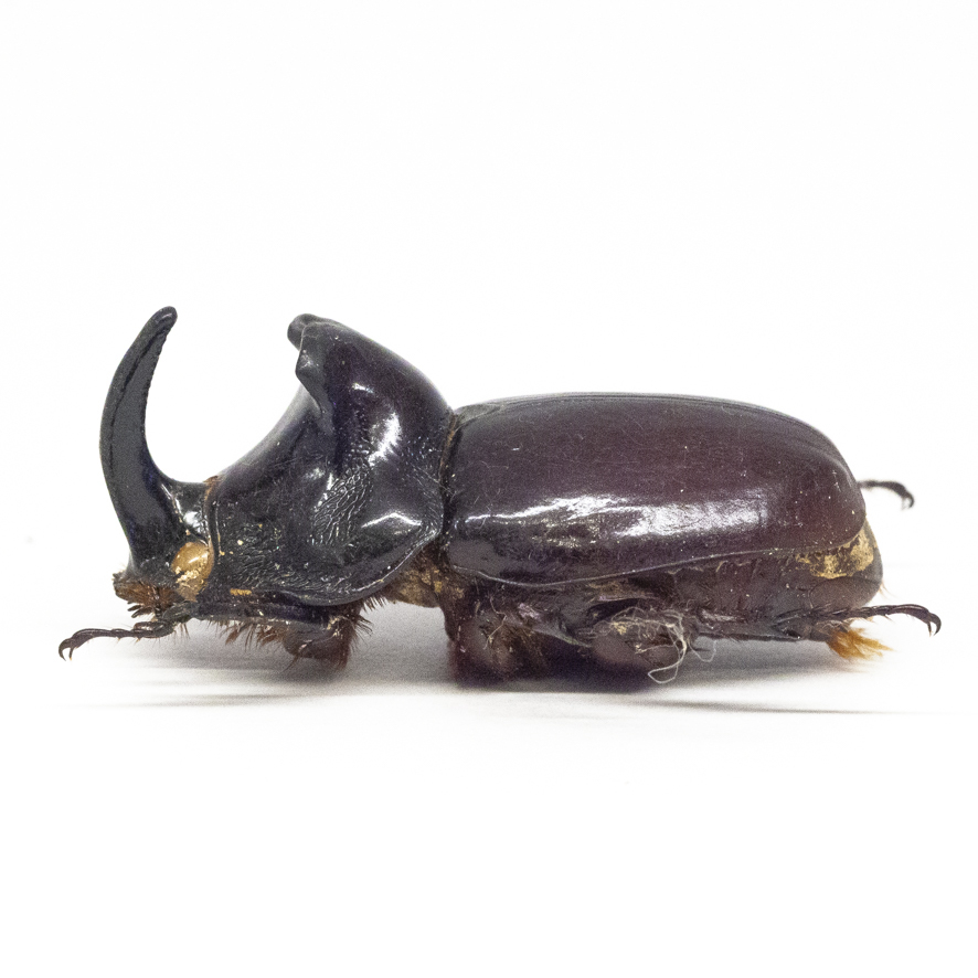 Yahoo!オークション -「サイカブト」(その他) (虫類)の落札相場・落札価格