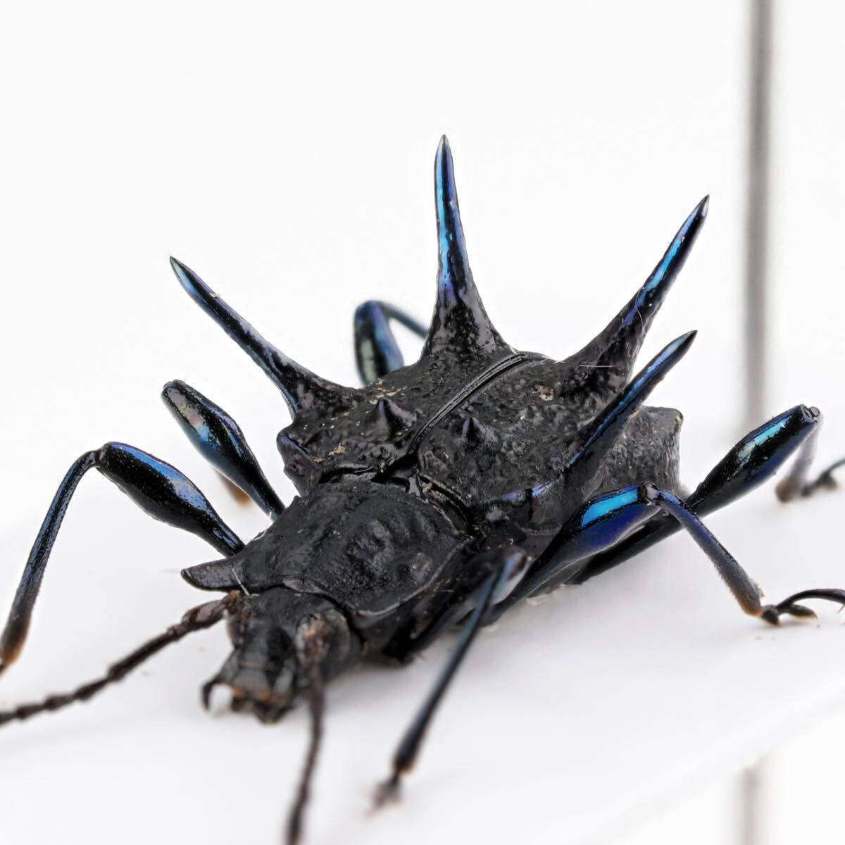 Yahoo!オークション -「トゲトゲ」(その他) (虫類)の落札相場・落札価格