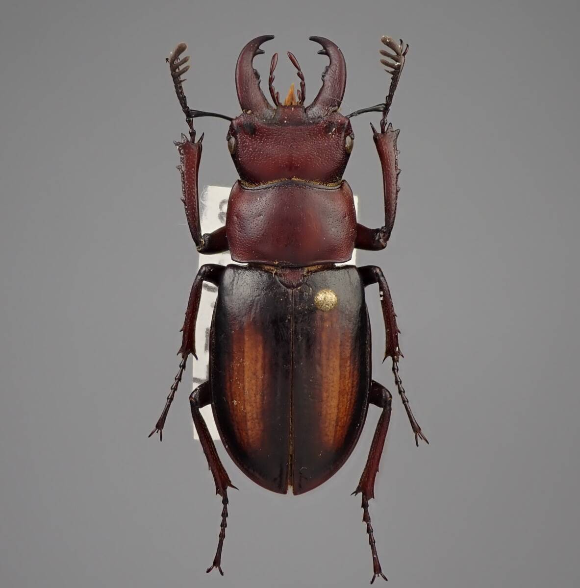 ミクラミヤマクワガタ 標本 前赤タイプ 規制前採集品】硫黄島産 ミシマ