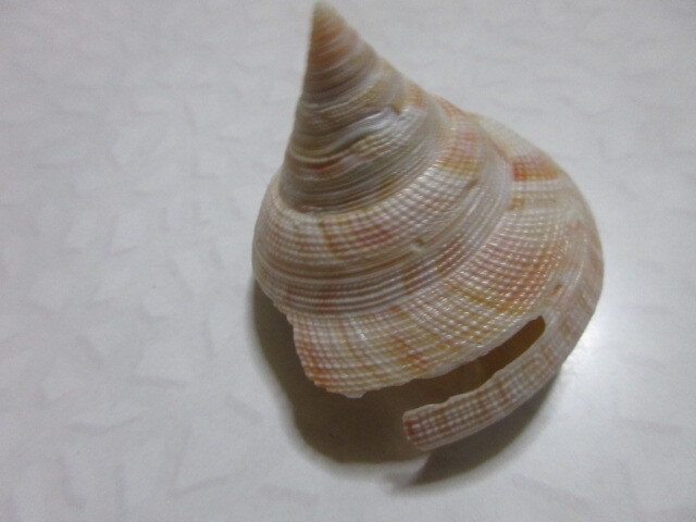 Yahoo!オークション -「貝標本オキナエビス」の落札相場・落札価格