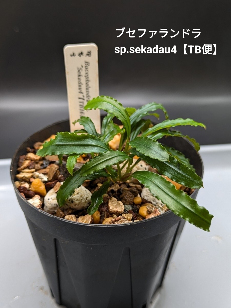 Yahoo!オークション -「ブセファランドラ タグ」の落札相場・落札価格