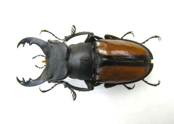 Yahoo!オークション -「ミヤマクワガタ 標本」の落札相場・落札価格