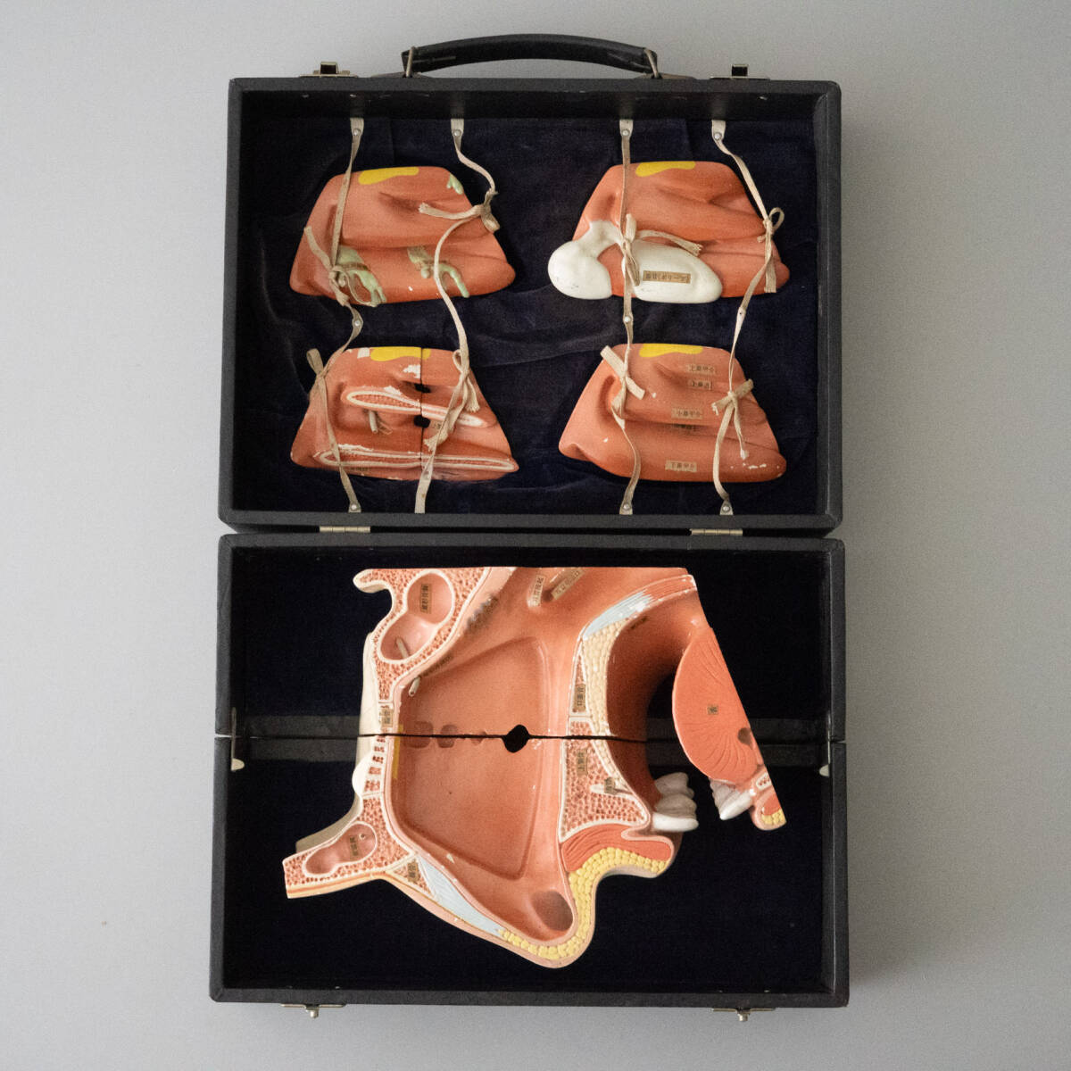 Yahoo!オークション -「京都科学標本」の落札相場・落札価格