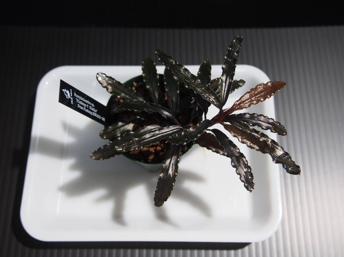 HW便】Bucephalandraセット① Yahoo!オークション -「hw)」(水草) (魚