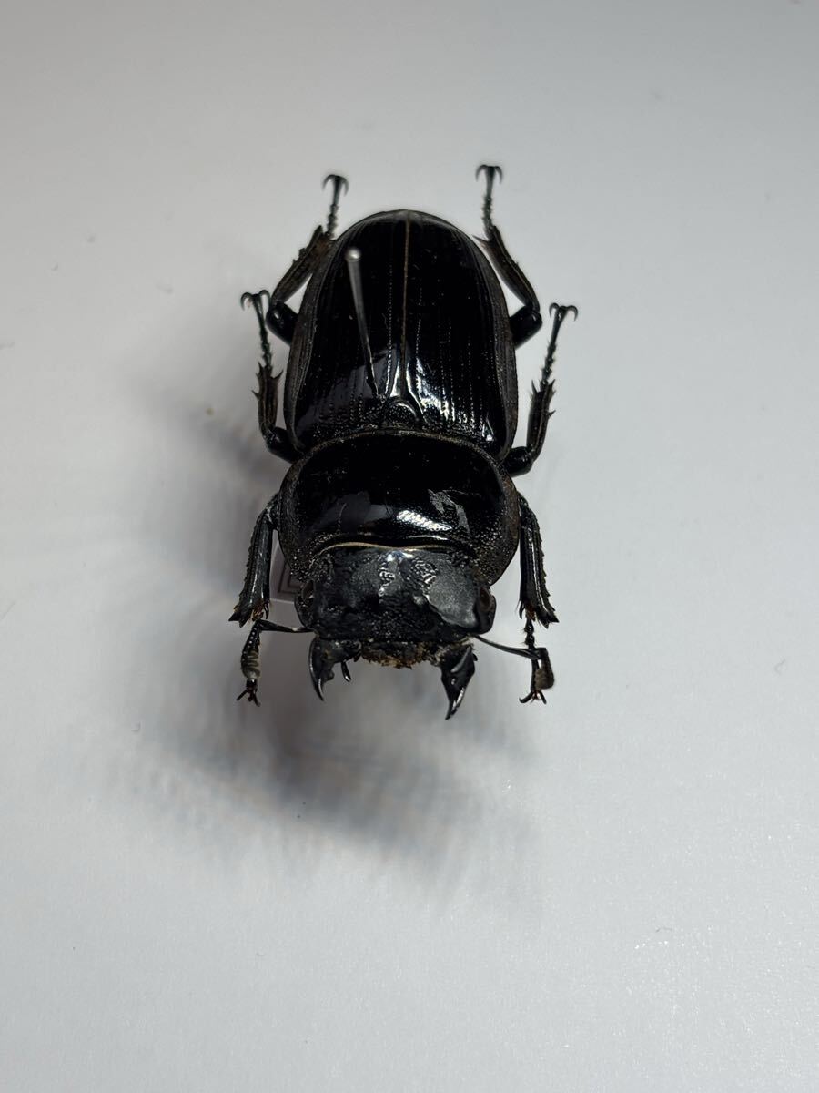 Yahoo!オークション -「雌雄モザイク」の落札相場・落札価格