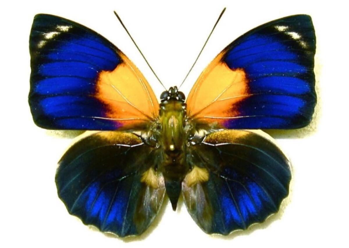 Yahoo!オークション -「アグリアス標本」の落札相場・落札価格