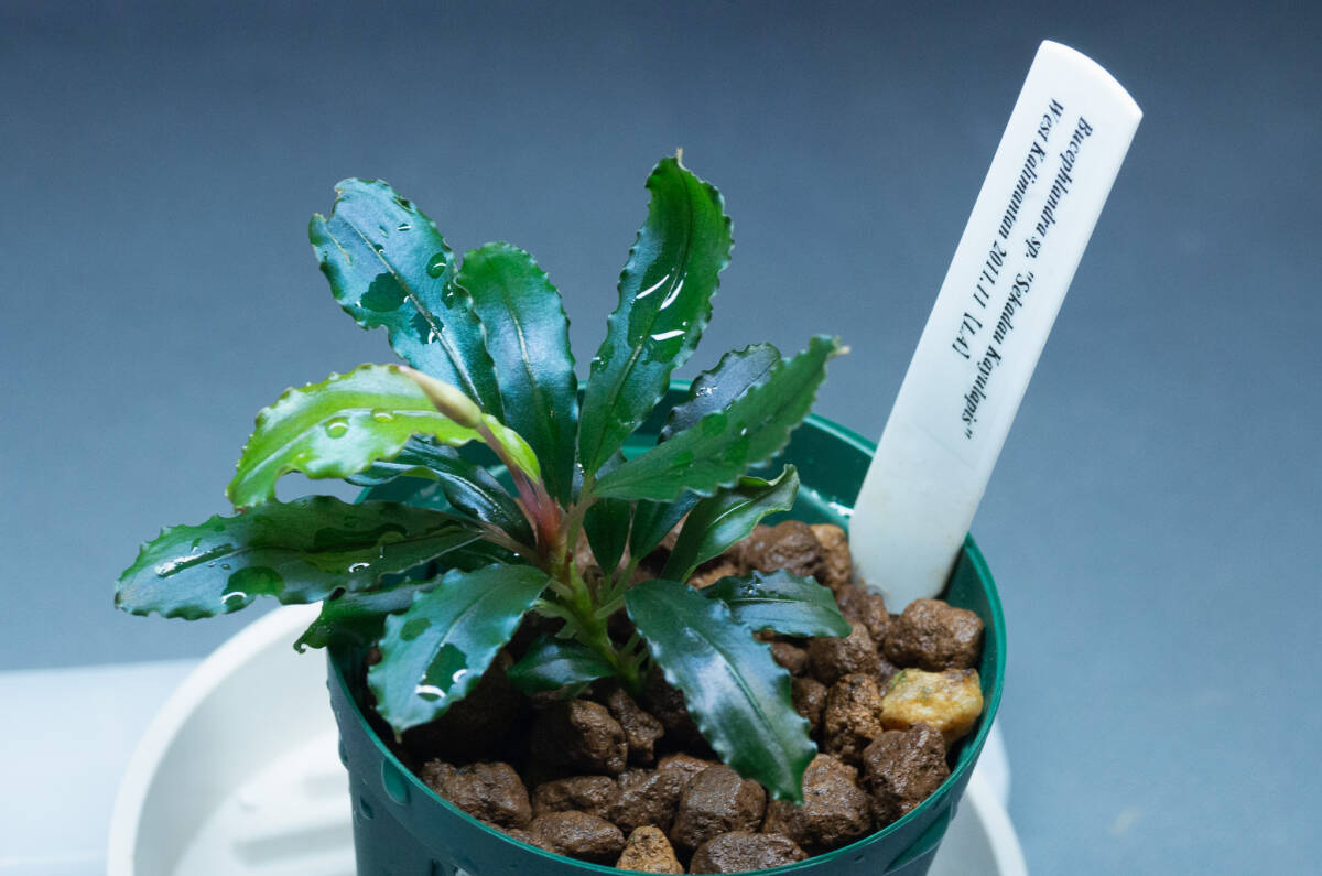 Yahoo!オークション -「ブセファランドラ スカダウ」の落札相場・落札価格