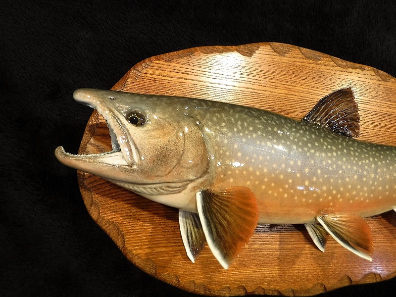 Yahoo!オークション -「剥製」(その他) (フィッシング)の落札相場