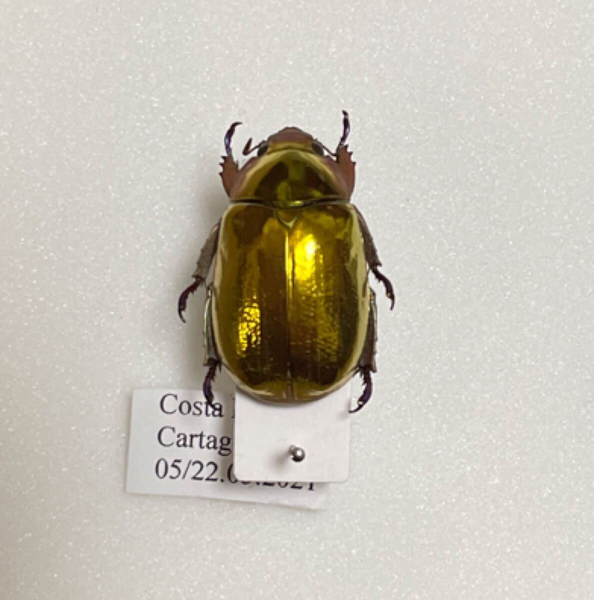 Yahoo!オークション -「プラチナコガネ」(虫類) の落札相場・落札価格