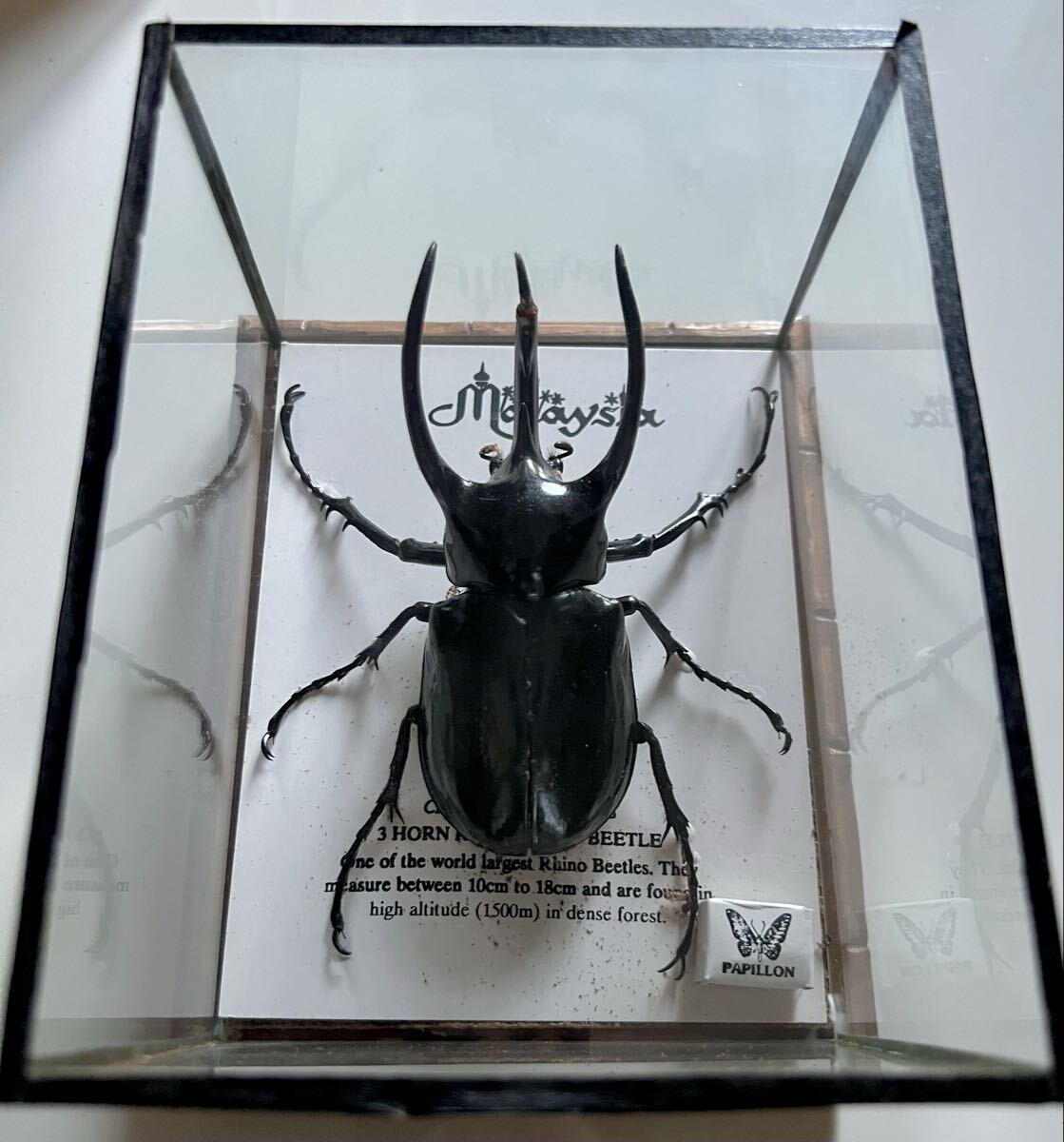 2026年最新】Yahoo!オークション -コーカサスオオカブト標本の中古品