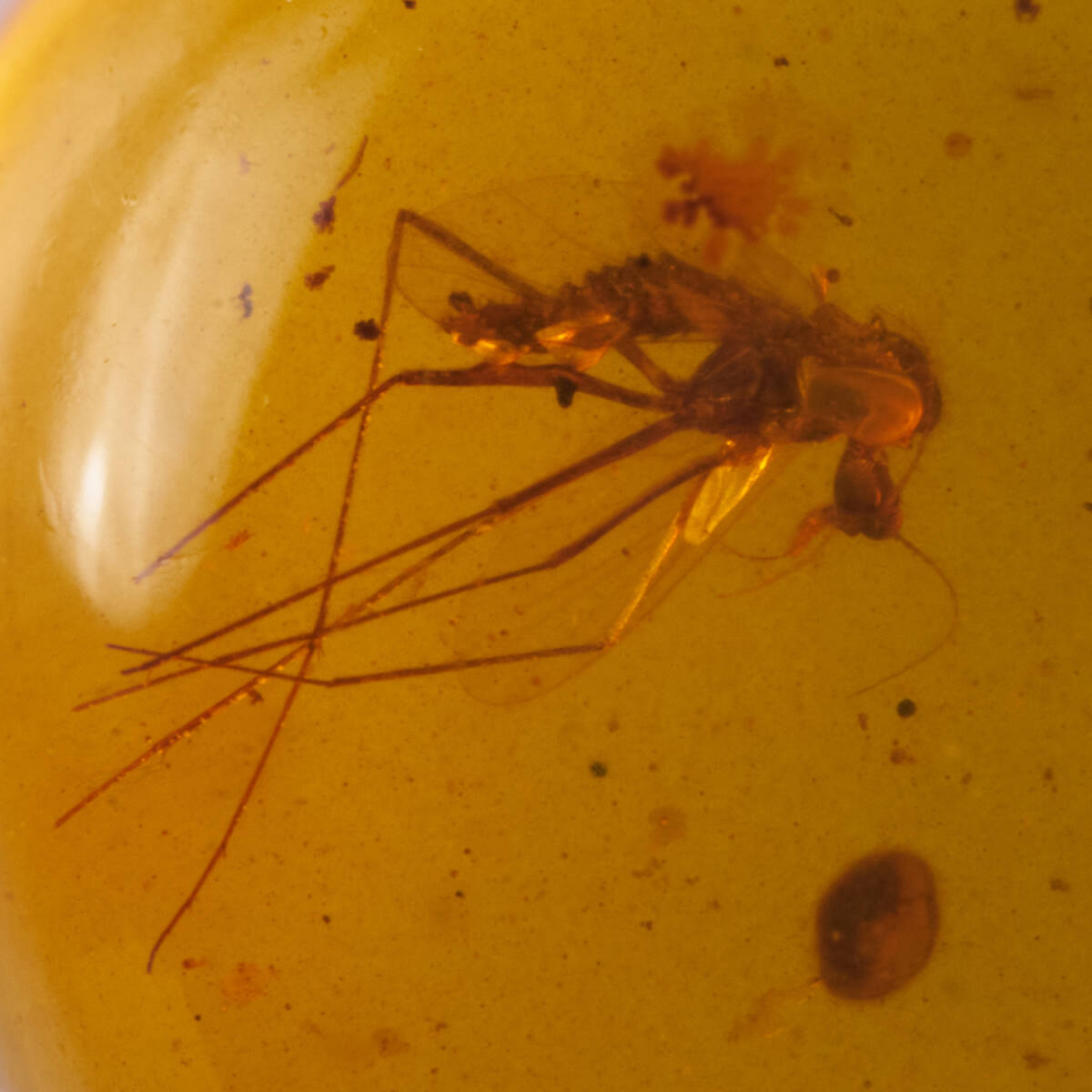 Yahoo!オークション -「琥珀 虫入り」(アンティーク、コレクション) の