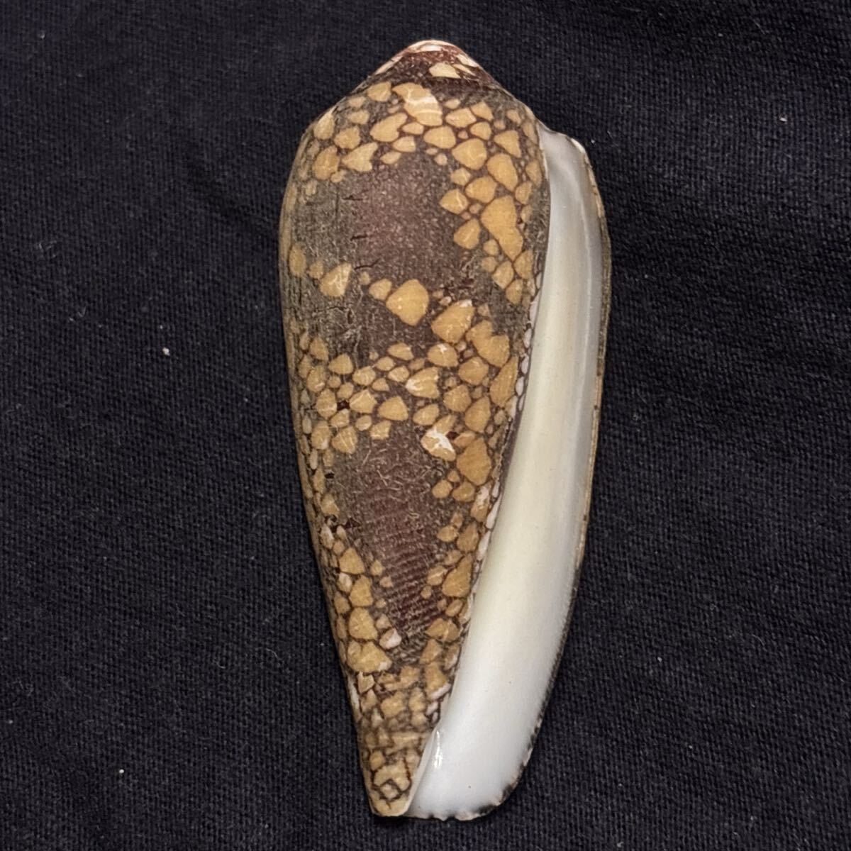 Yahoo!オークション -「イモガイ」(科学、自然) の落札相場・落札価格