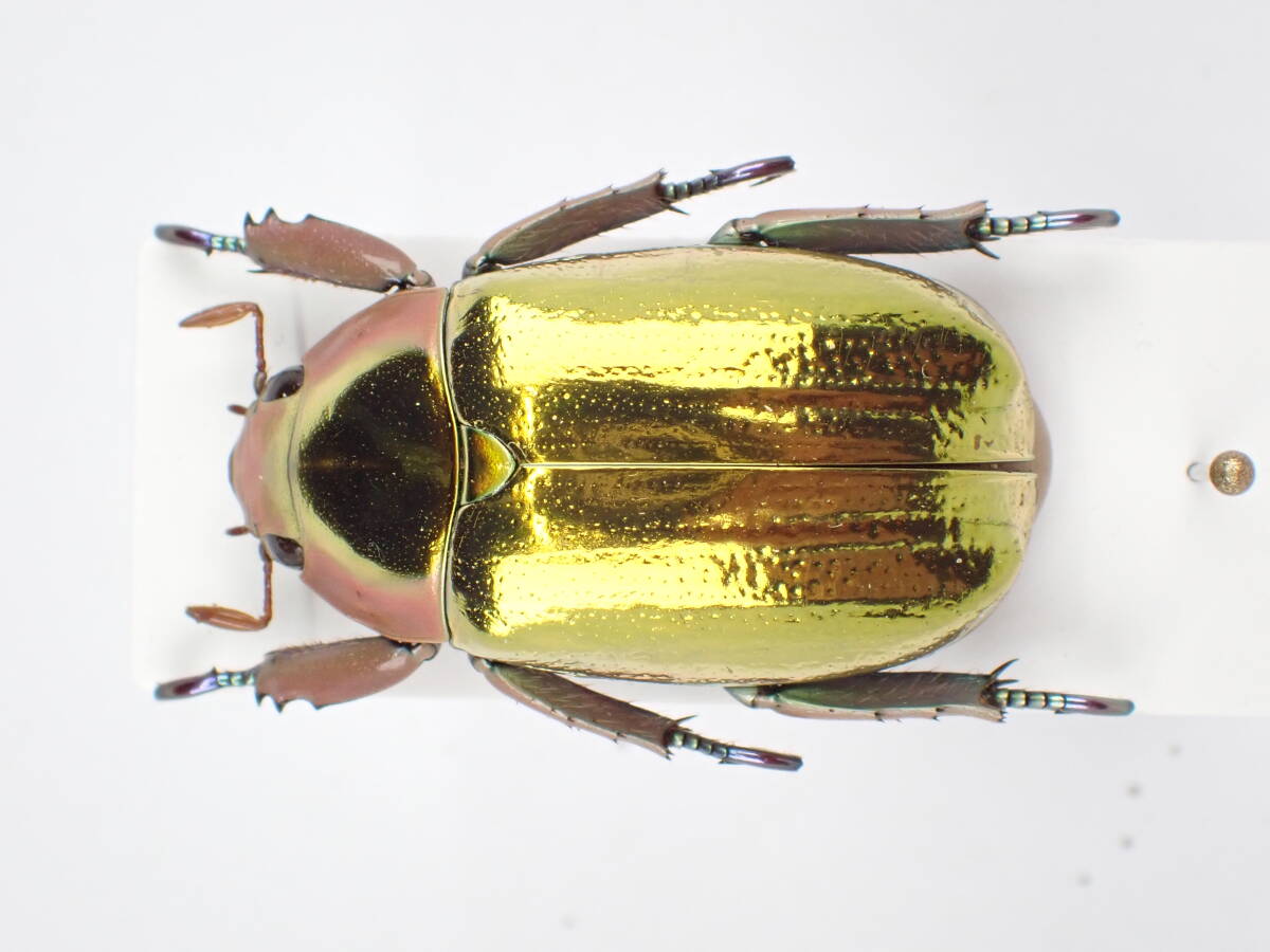 Yahoo!オークション -「プラチナコガネ」(その他) (虫類)の落札相場