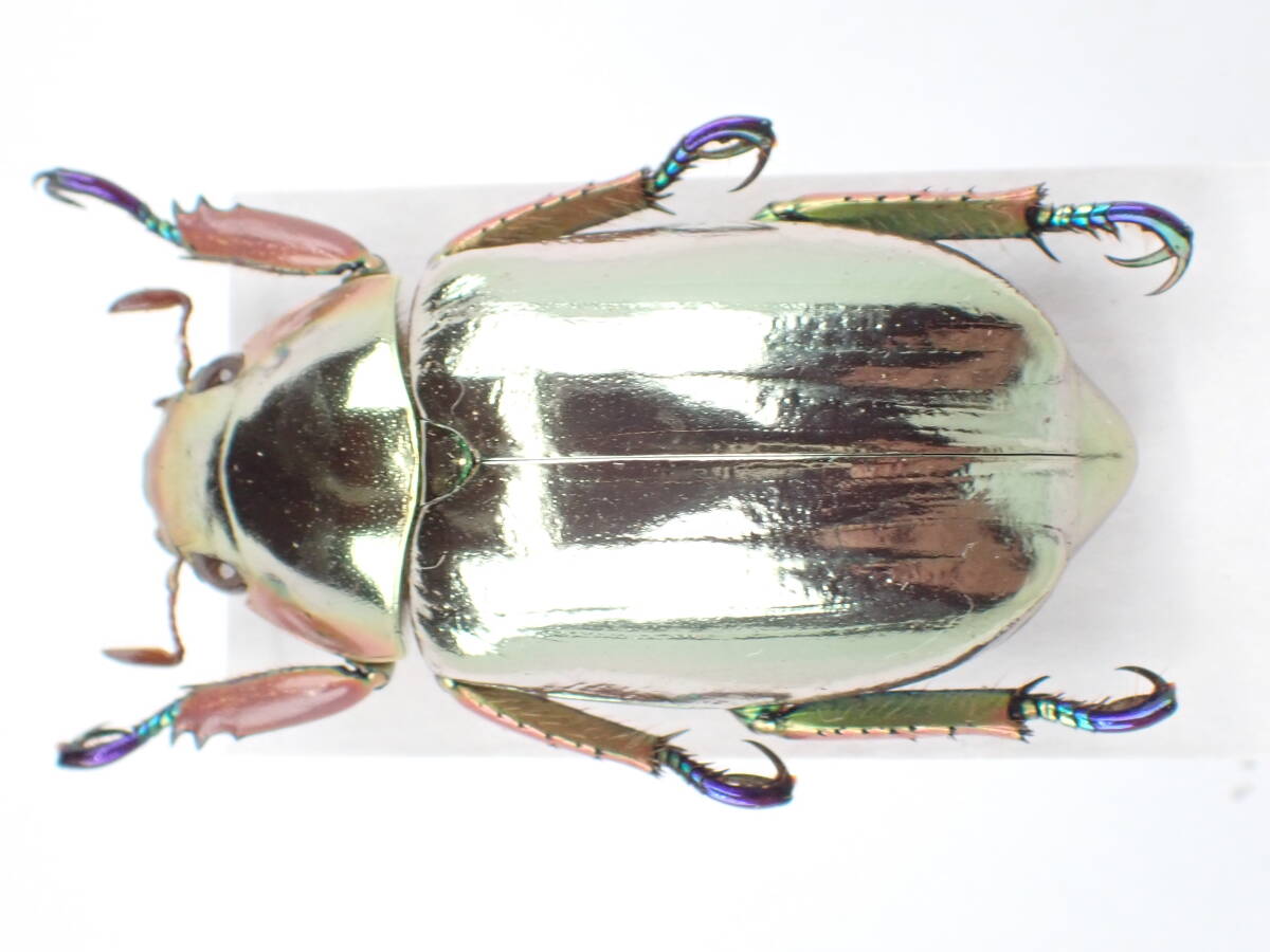 Yahoo!オークション -「プラチナコガネ」(虫類) の落札相場・落札価格