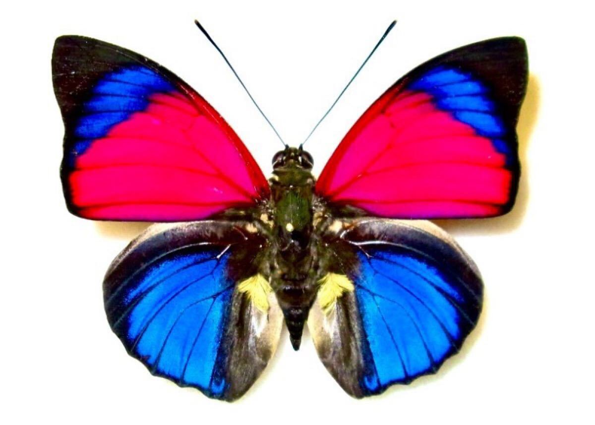 Yahoo!オークション -「アグリアス標本」の落札相場・落札価格