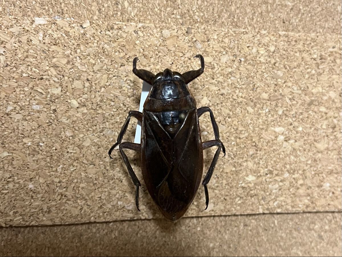 Yahoo!オークション -「タガメ」(その他) (虫類)の落札相場・落札価格