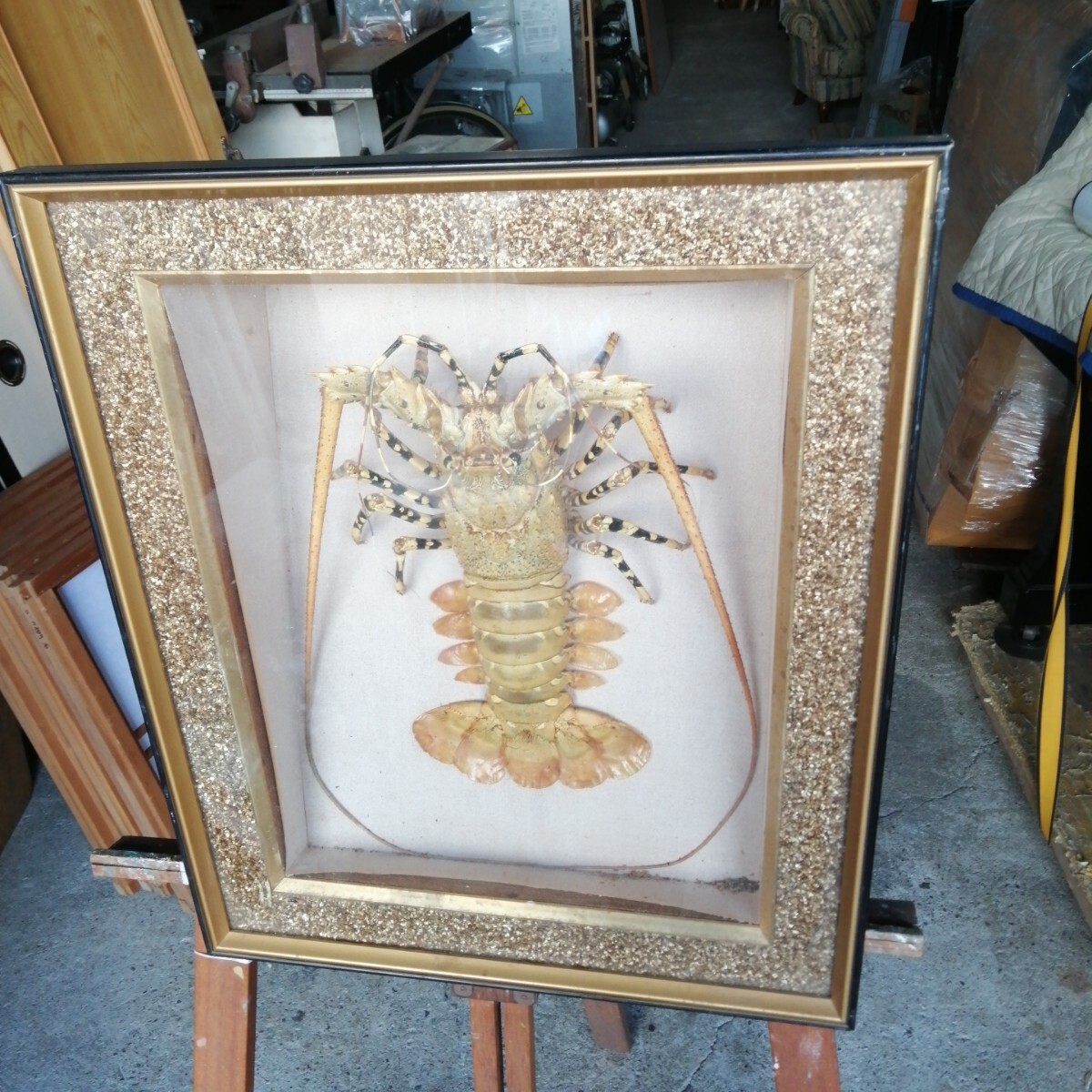 Yahoo!オークション -「伊勢海老 剥製」の落札相場・落札価格