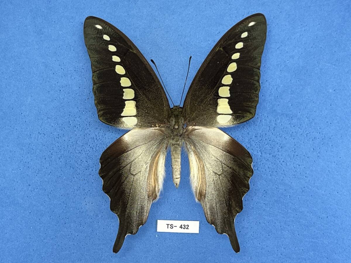 外国産蝶標本】ルリボシタテハモドキ♀♂/香港産/♀53mm♂49mm