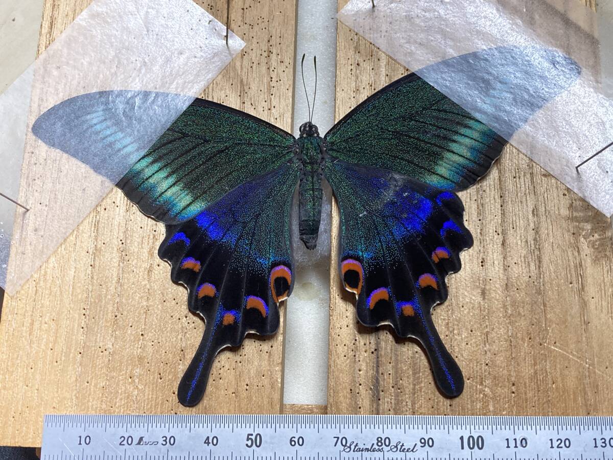 北海道産みやまからす揚羽春型未展翅オス300頭