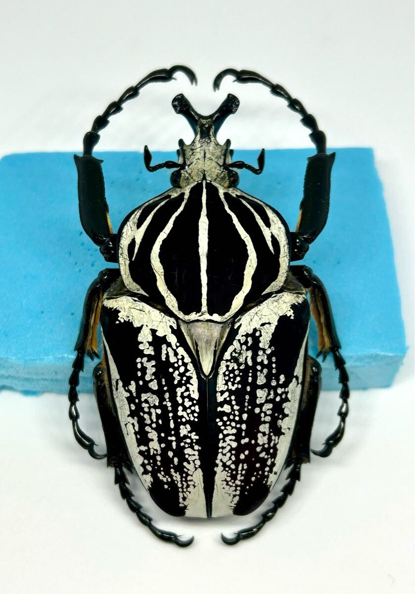 ゴライアスオオツノハナムグリ 標本 昆虫 約14.5cm