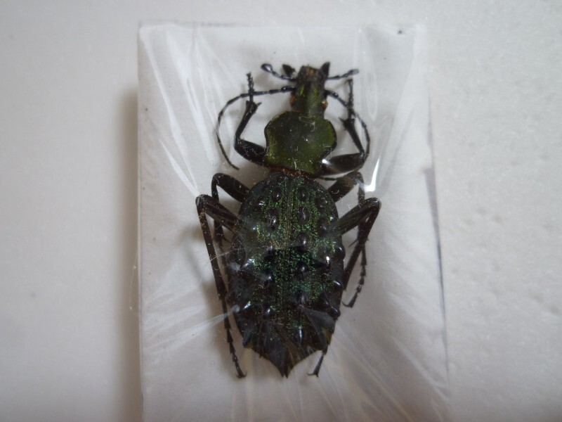 Yahoo!オークション -「イボカブリモドキ」の落札相場・落札価格