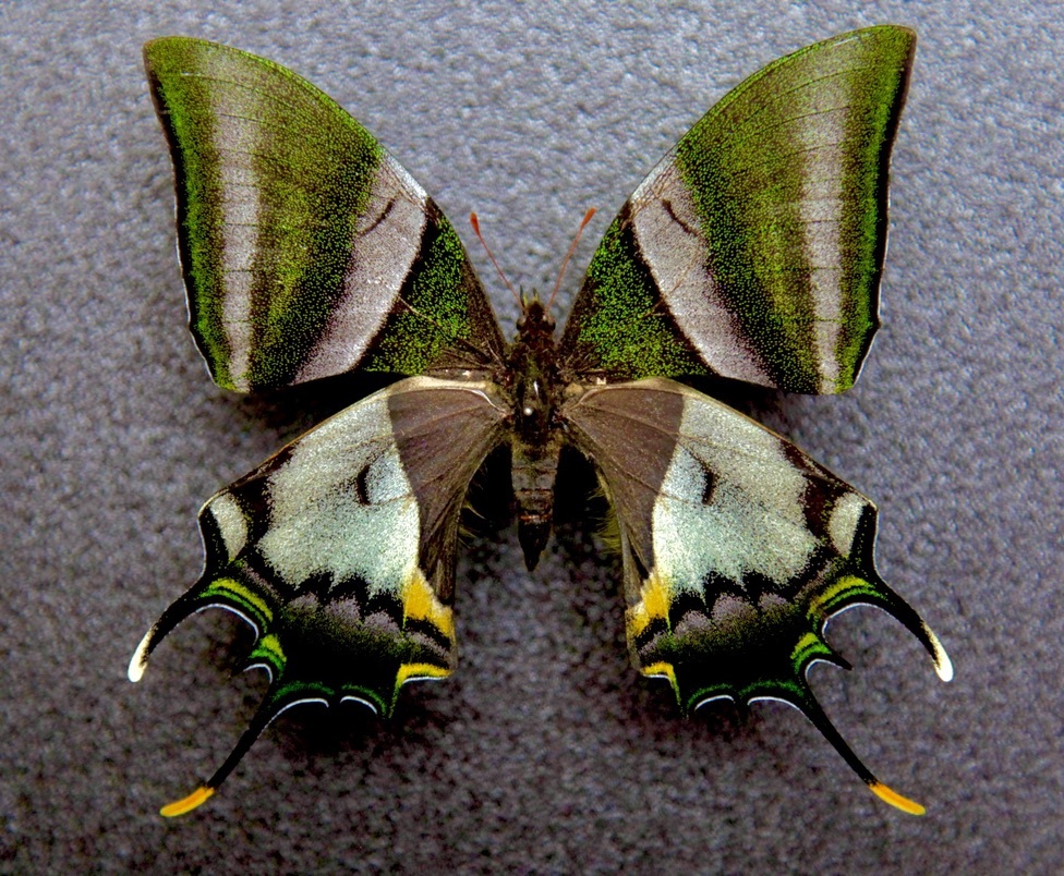 Yahoo!オークション -「テングアゲハ」の落札相場・落札価格