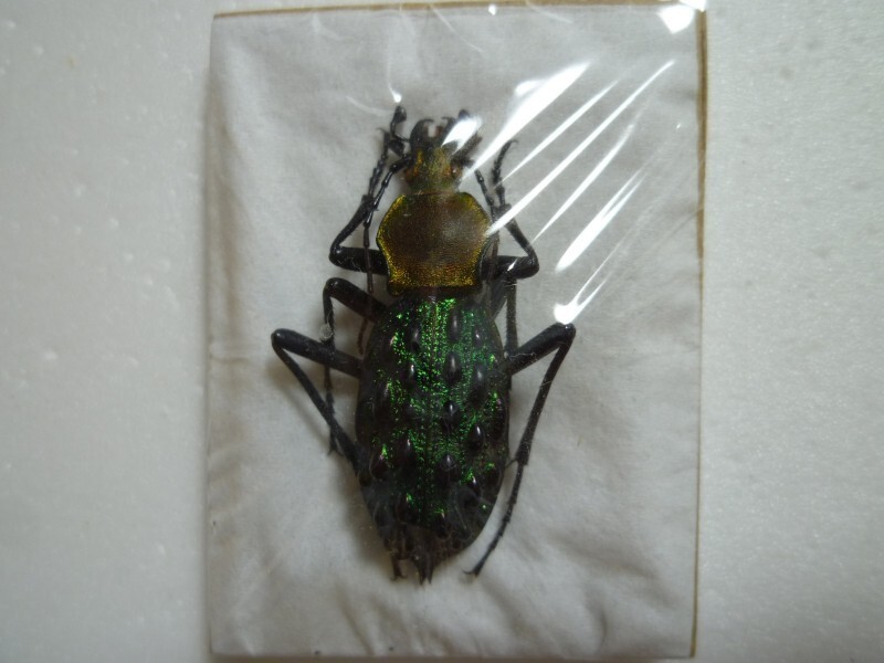 外国産オサムシ標本】全身緑のイボカブリモドキ/湖北省.恩施産/43mm 外