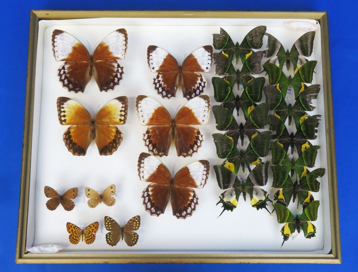 Yahoo!オークション -「テングアゲハ」の落札相場・落札価格