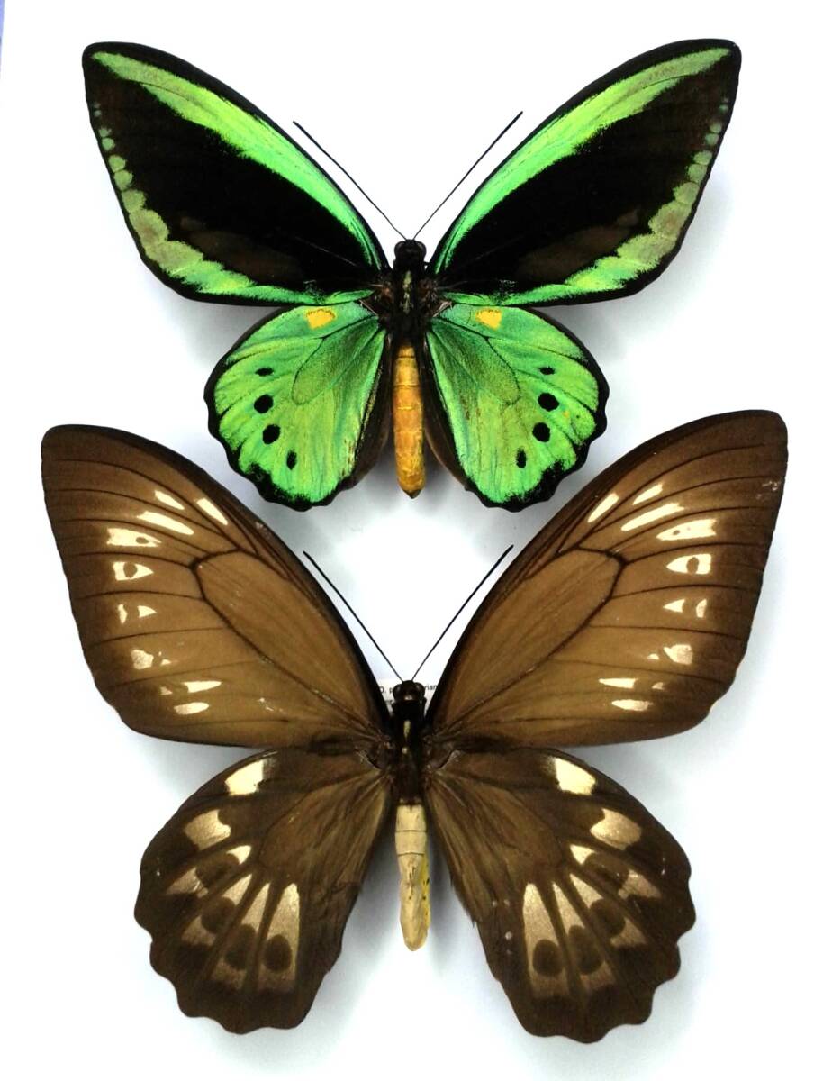 最終価格‼️ミドリメガネトリバネアゲハ♂♀標本☆オーストラリア産