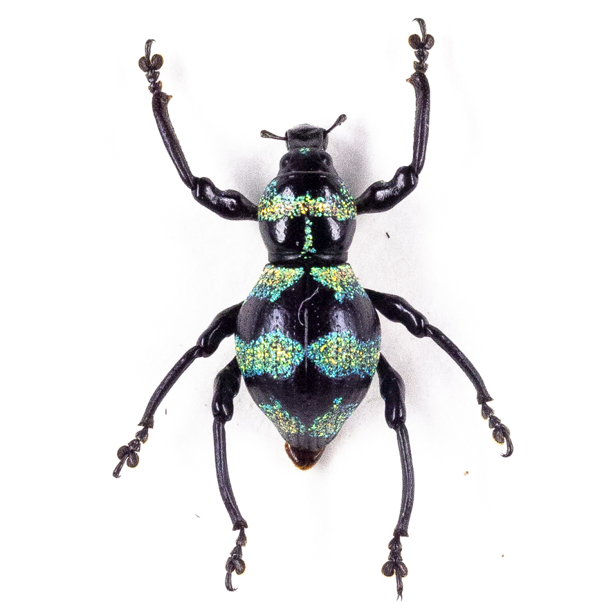 2026年最新】Yahoo!オークション -カタゾウムシ(その他)の中古品・新品