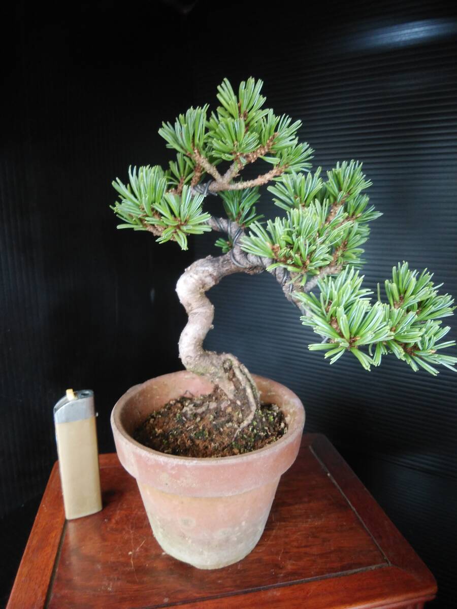 Yahoo!オークション -「獅子丸」(松) (盆栽)の落札相場・落札価格