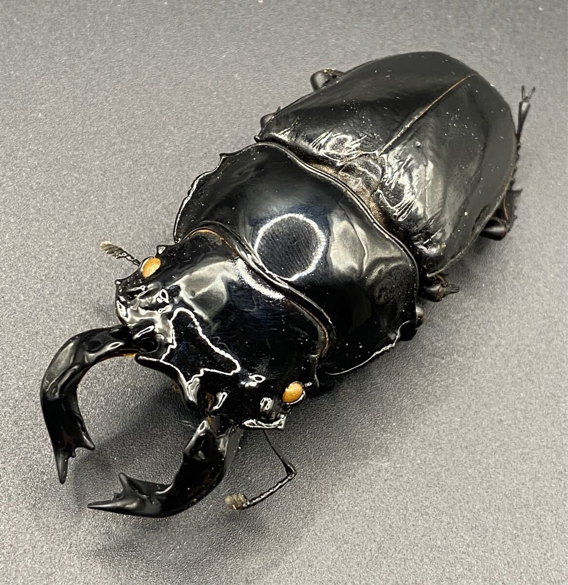 モザイク 雌雄同体 タランドゥス 死虫 標本 モザイク 雌雄同体