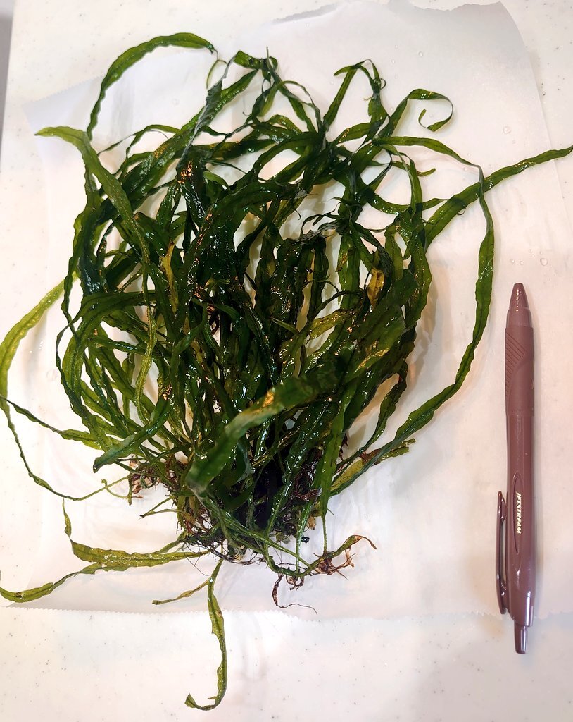 Yahoo!オークション -「ミクロソリウム本ナロー」の落札相場・落札価格