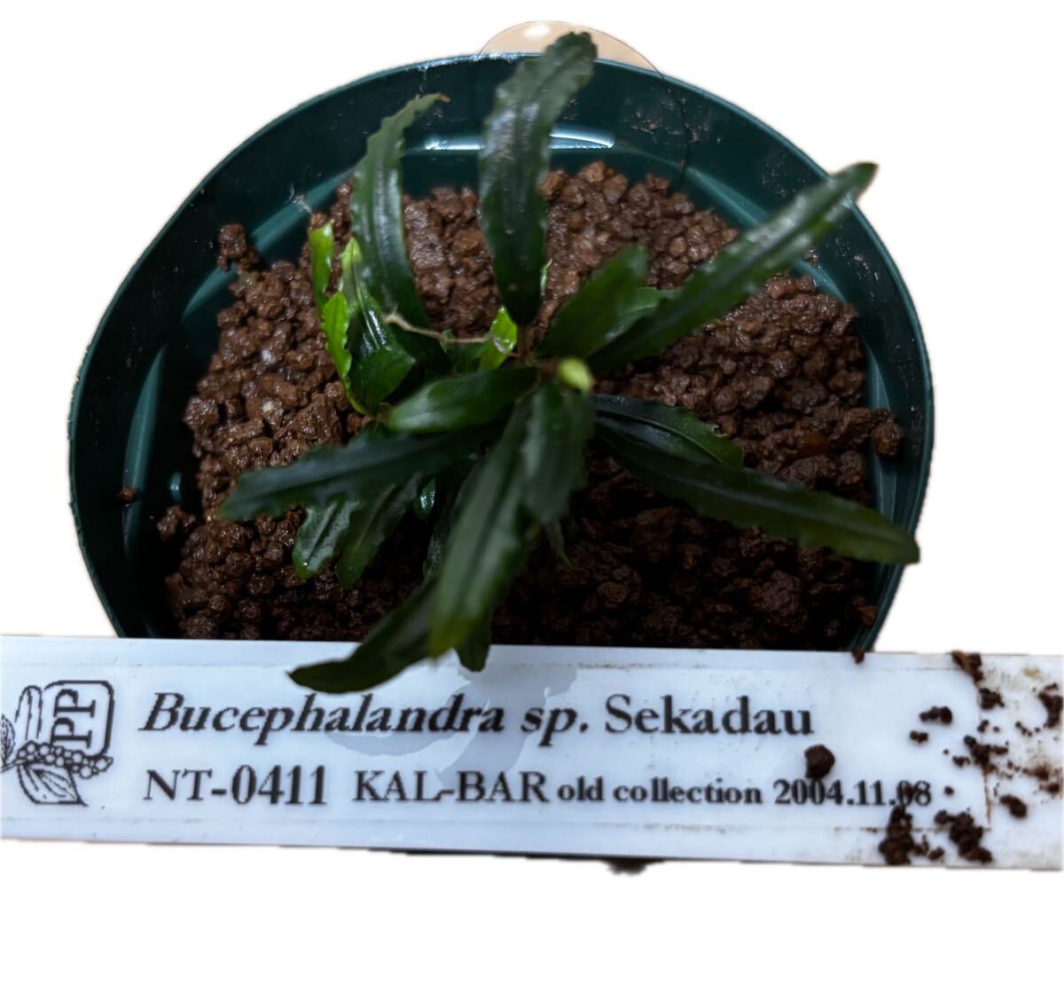 Yahoo!オークション -「ブセファランドラ タグ」の落札相場・落札価格