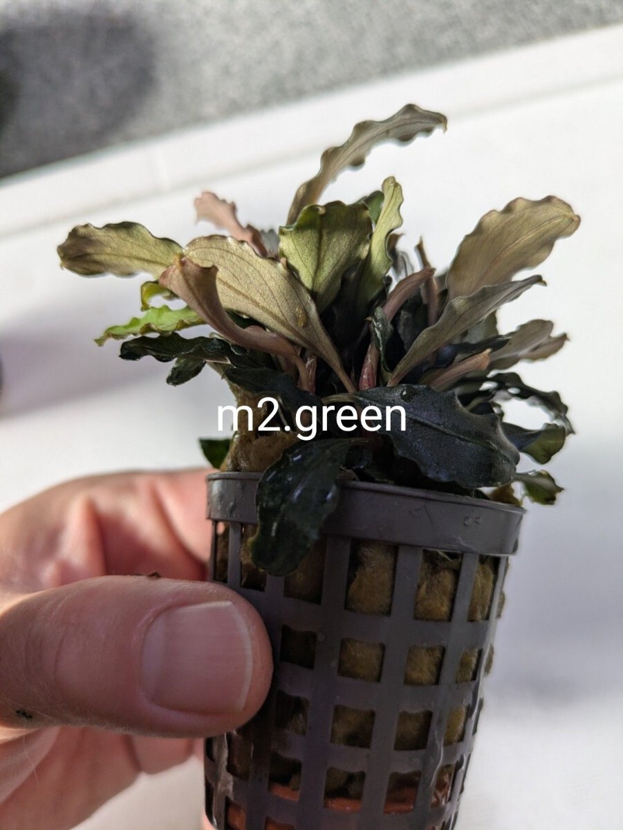 2026年最新】ブセファランドラの商品一覧 | 水槽を美しく彩る水草