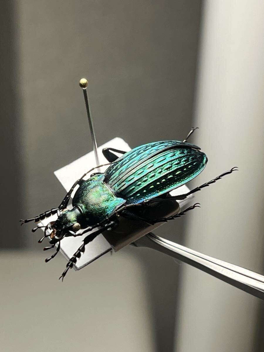 2026年最新】Yahoo!オークション -オサムシモドキの中古品・新品・未